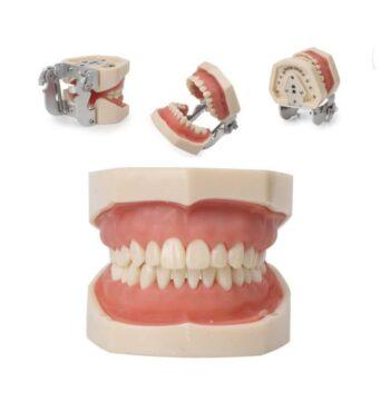 DD+ Education Jaw Set
