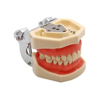 DD+ Education Jaw Set - Image 2