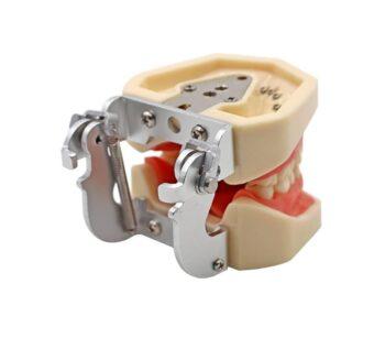 DD+ Education Jaw Set - Image 3