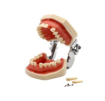 DD+ Education Jaw Set - Image 4