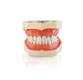 DD+ Education Jaw Set - Image 5